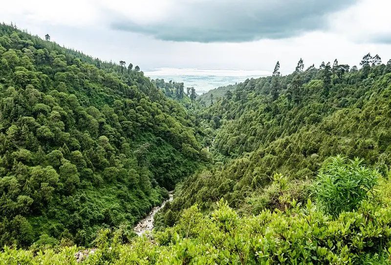 Forested watershed landscape representing ecosystem restoration, biodiversity and resilient landscapes.