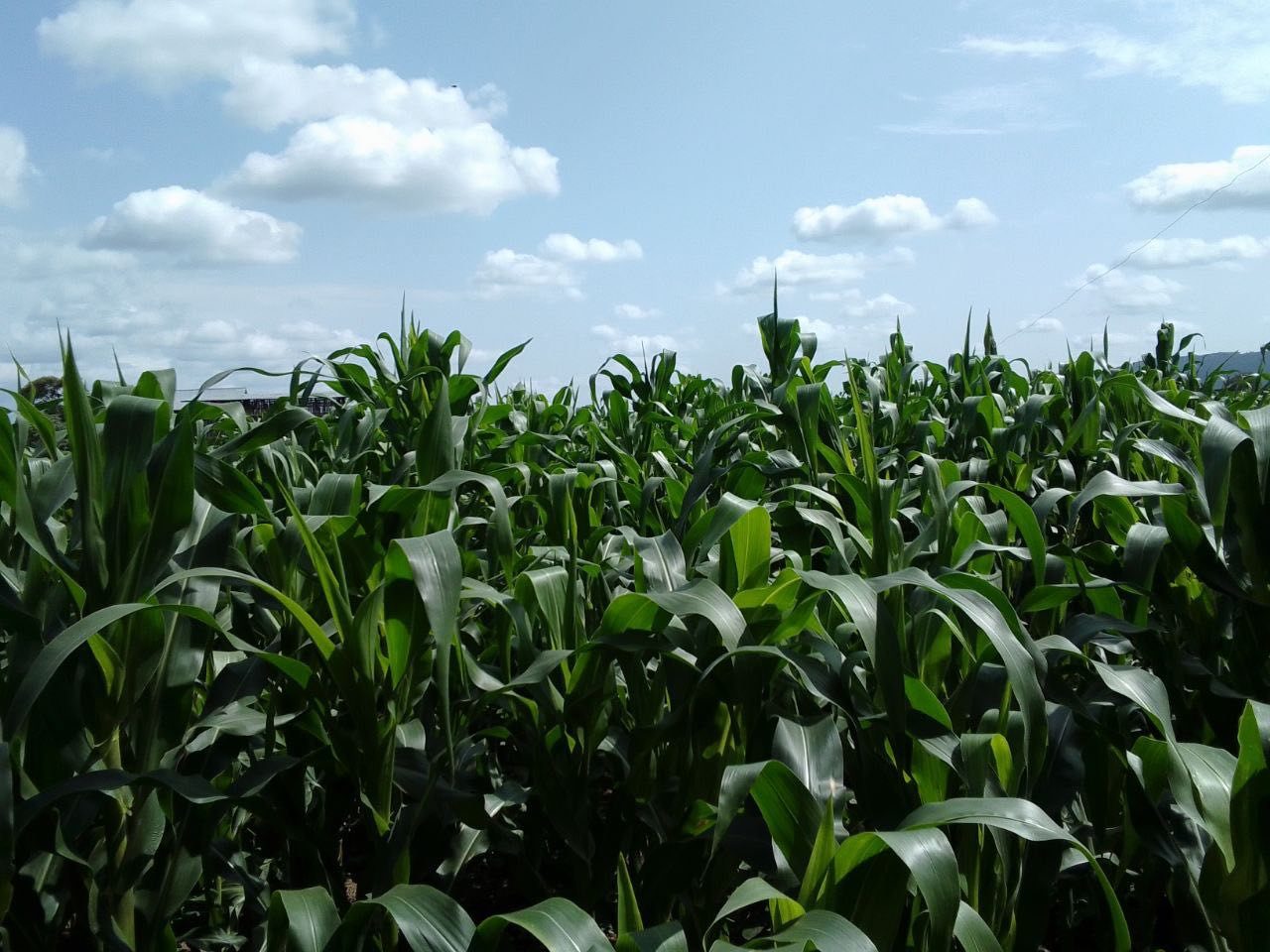 Healthy maize field representing resilient agriculture and food systems.