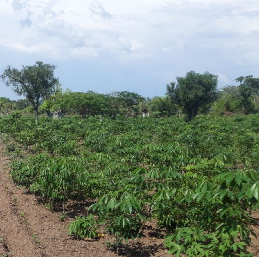 Diversified crop production representing resilient agriculture and dryland livelihoods.