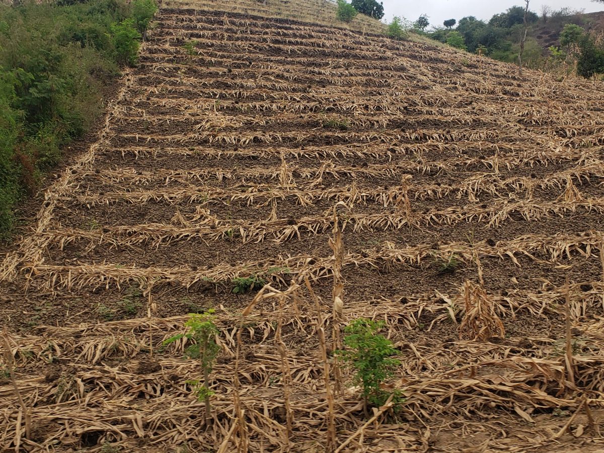 Crop residues retained on a cultivated slope, representing soil protection, soil carbon and climate-smart land management.